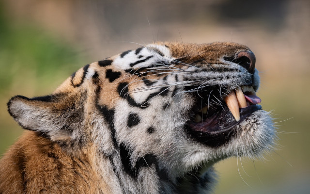 Tiger growling open mouth sharp free wallpaper - medium preview image