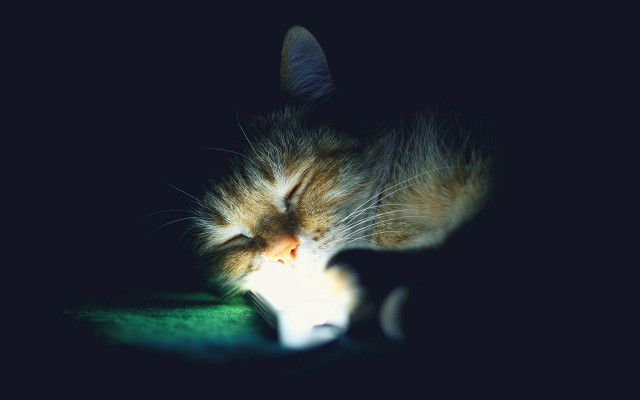 Cat sleeping green dark white free wallpaper - medium preview image