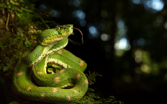 Green snake curled branch forest free wallpaper - medium preview image