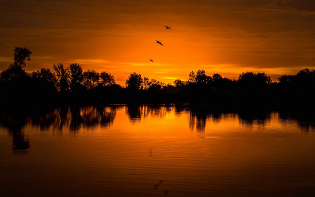 Sunset bird over water trees free wallpaper - medium preview image