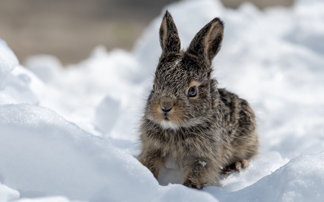 Small rabbit in snow curious free wallpaper - medium preview image