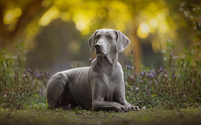Dog sitting grass blurry bokeh free wallpaper for desktop - medium preview image