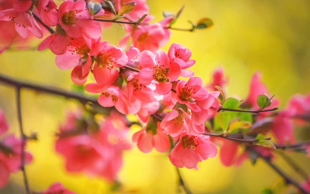 Branch pink flowers yellow blurry free wallpaper - medium preview image
