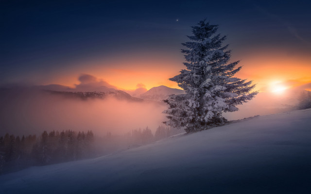Lone tree snowy hill sunset #2 free wallpaper - medium preview image