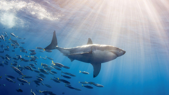 Large shark ocean fish light free wallpaper - medium preview image