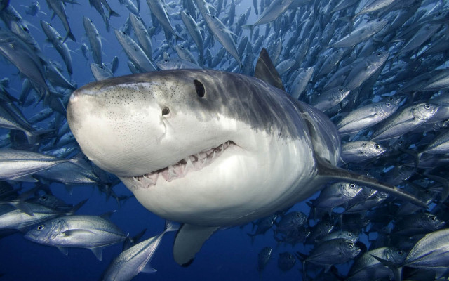 Shark fish bubble underwater precisionism free wallpaper - medium preview image