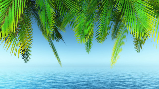 Palm ocean blue sky beach free wallpaper - medium preview image