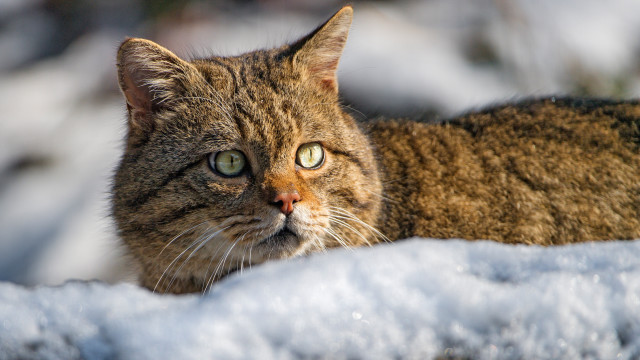 Curious green eyed cat in free wallpaper - medium preview image