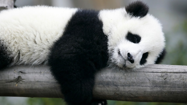 Panda sleeping on branch cute free wallpaper - medium preview image