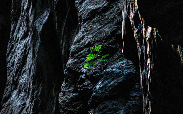 Small plant crack rock cave free wallpaper - medium preview image