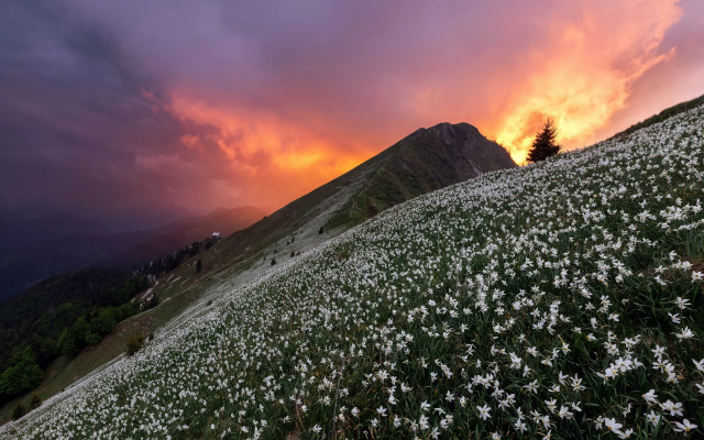 Flower field mountains sunset lone free wallpaper - medium preview image