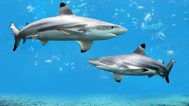 Sharks swimming ocean fish surrounding free wallpaper - medium preview image