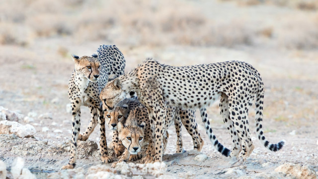 Cheetah group wildlife puzzle kemono free wallpaper - medium preview image