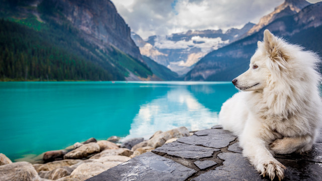 White dog lake mountains cloudy free wallpaper - medium preview image