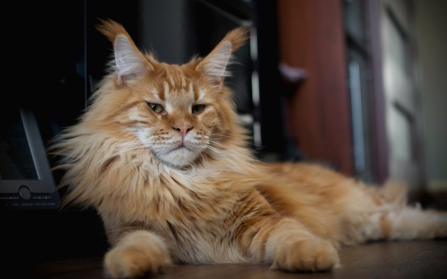 Fluffy orange cat microwave door free wallpaper - medium preview image