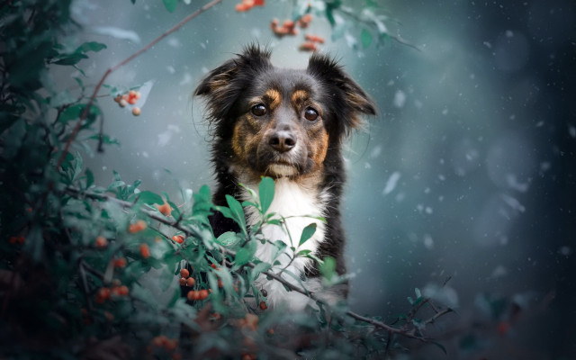 Dog tree berries sad aurora free wallpaper - medium preview image