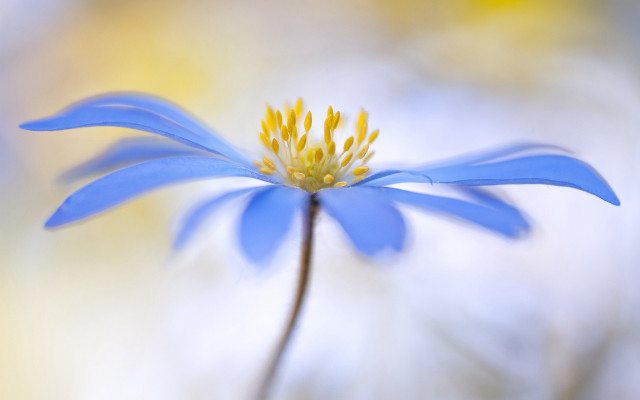 Blue flower yellow stamens macro #3 free wallpaper - medium preview image