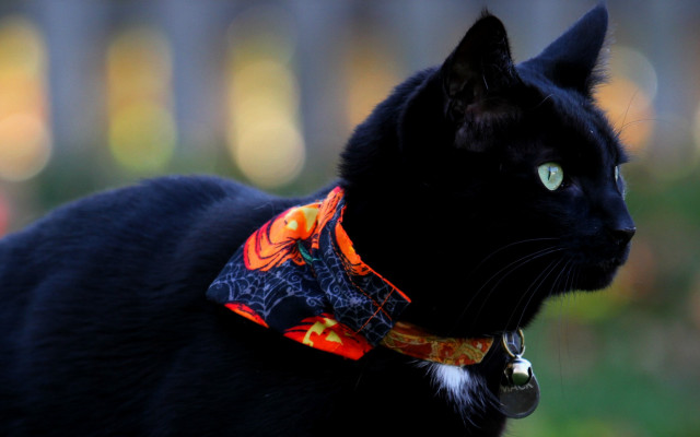 Black cat bandana folk art free wallpaper - medium preview image