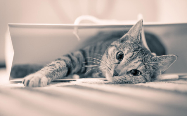 Surprised cat on box blackwhite free wallpaper - medium preview image