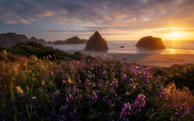 Sunset ocean purple flowers rocks free wallpaper - medium preview image