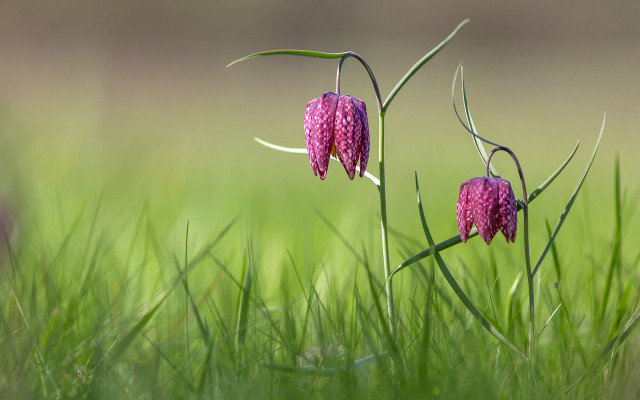 Flowers grass sunny nature macro #2 free wallpaper - medium preview image