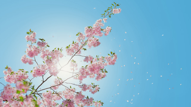 Pink flower tree sky bubbles free wallpaper - medium preview image