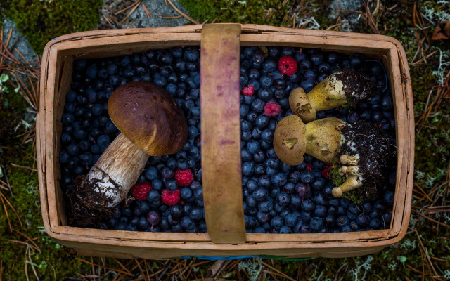 Basket blueberries mushrooms bread forest free wallpaper - medium preview image