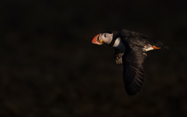 Colorful beak bird flying wings free wallpaper - medium preview image