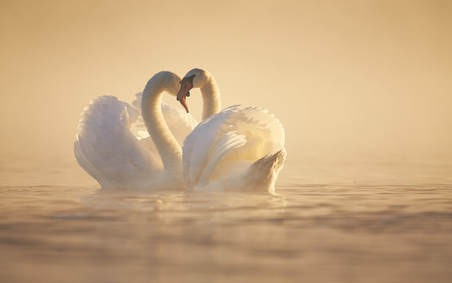 Foggy swan duo neoromantic animal free wallpaper - medium preview image