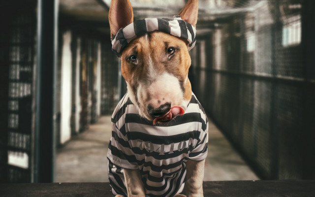 Dog striped shirt bandana shiba free wallpaper - medium preview image