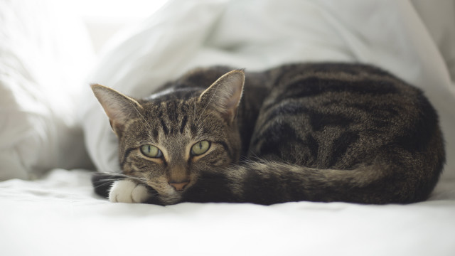 Cat bed white sheets light free wallpaper - medium preview image