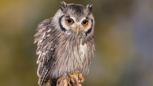 Small owl orange eyes branch #2 free wallpaper - medium preview image