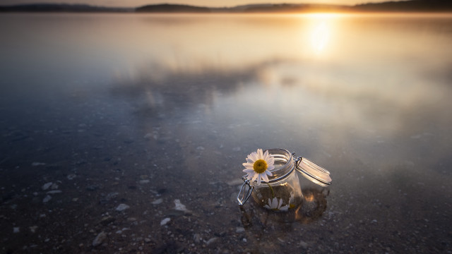 Flower bottle beach sunset starry free wallpaper - medium preview image