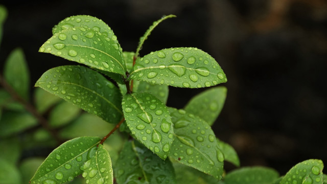Green leaf water drops macro #9 free wallpaper - medium preview image