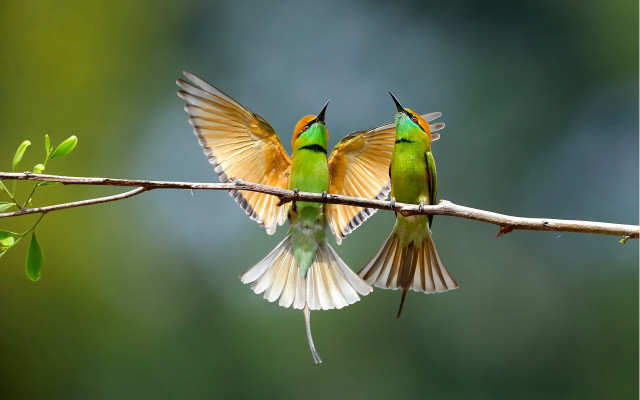 Birds wings spread flying branch free wallpaper - medium preview image