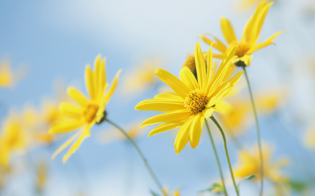 Yellow flowers blue sky bokeh free wallpaper - medium preview image