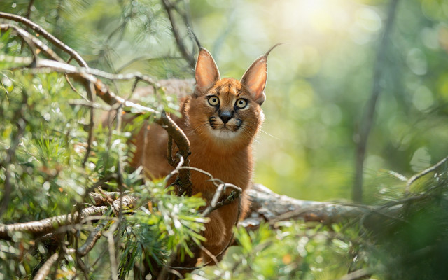 Curious cat on branch woods #2 free wallpaper - medium preview image