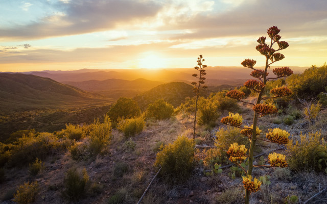 Mountain sunset plant flowers kodachrome free wallpaper - medium preview image
