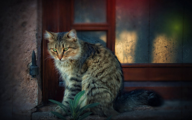 Cat sitting on step looking free wallpaper - medium preview image