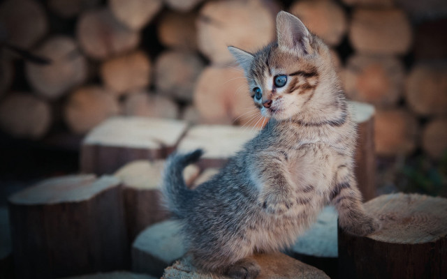Kitten blurry logs blue eyes free wallpaper - medium preview image