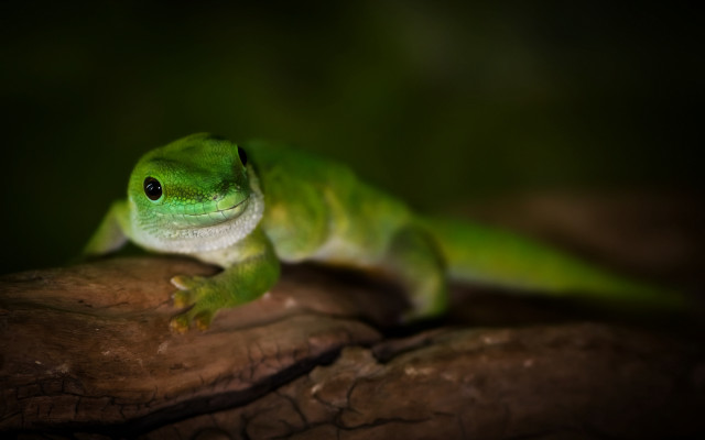 Green lizard branch dark blurry free wallpaper - medium preview image