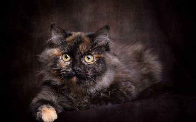 Black brown background cat yellow free wallpaper - medium preview image