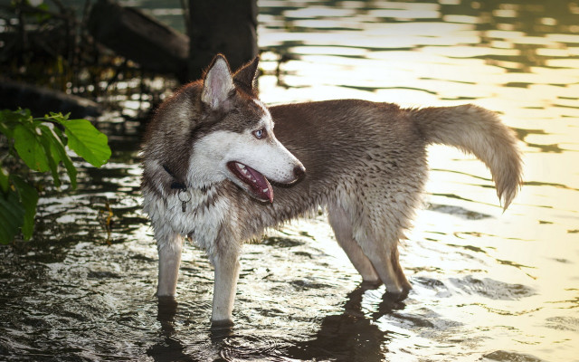 Dog standing water mouth open free wallpaper - medium preview image