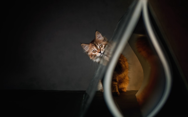 Cat reflection hologram award art free wallpaper - medium preview image