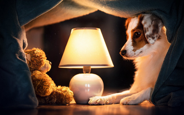 Dog blanket lamp teddy night #2 free wallpaper - medium preview image