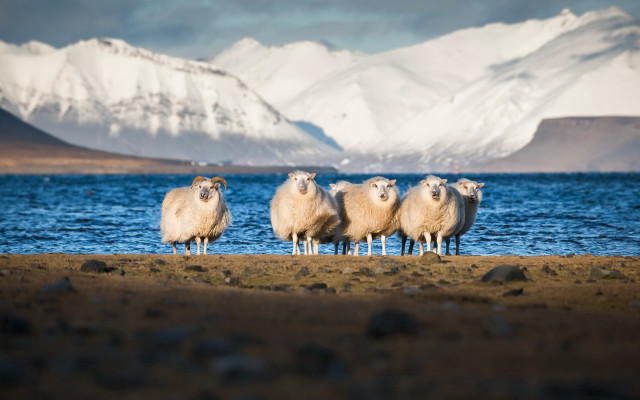 Sheep beach mountains snowy horizon free wallpaper - medium preview image