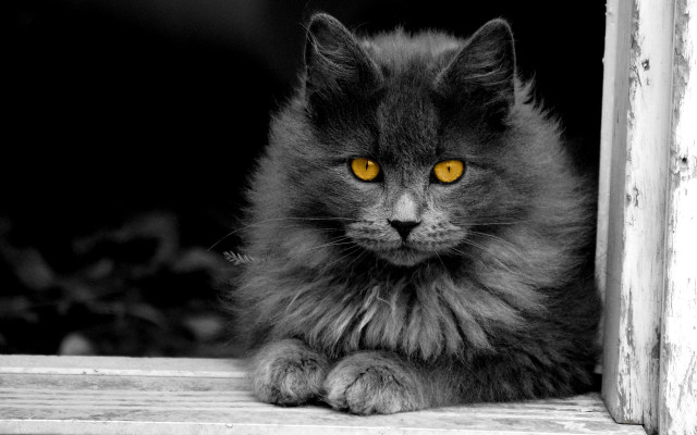 Cat yellow eyes sitting window free wallpaper - medium preview image
