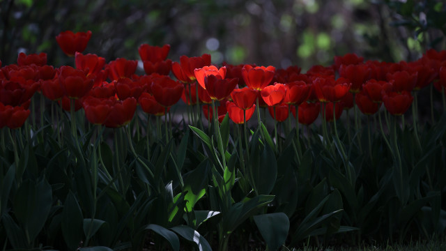 Red flower field blurry background #2 free wallpaper - medium preview image
