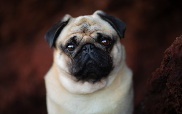 Pug blue eyes blurry background free wallpaper - medium preview image