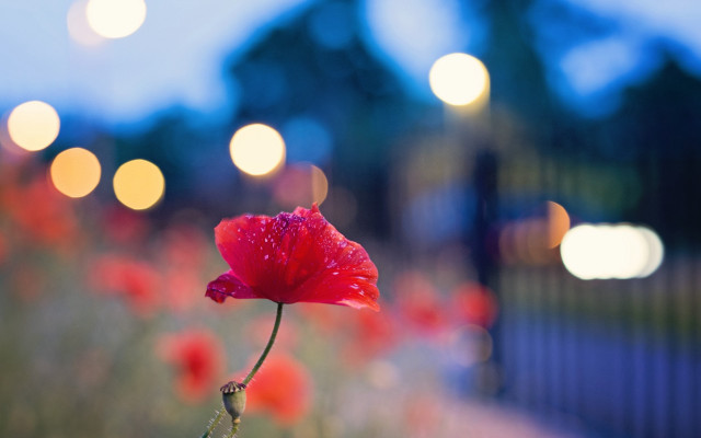 Red flower water droplets bokeh #4 free wallpaper - medium preview image